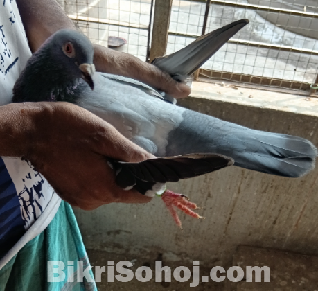 রেসার কবুতর